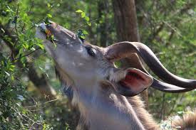 Kudu Browsing Kruger National Park National Parks Animals