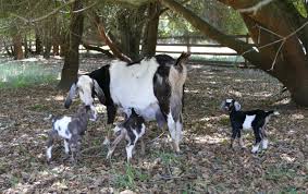 Check spelling or type a new query. Mini Nubian Goats