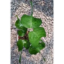 We did not find results for: Buy Restock Limited Pokok Philodendron Quercifolium Florida Narrow Leaf Seetracker Malaysia