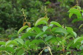 Image result for Alchornea laxiflora