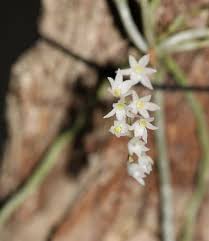 Image result for Grewia stolzii