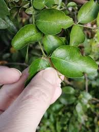 Image result for Rytigynia sp. N