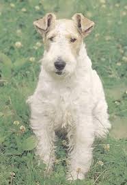 Image result for foxterier drsnosrstý