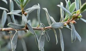 Image result for Cassinopsis ilicifolia