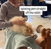 i need a rabbit now
