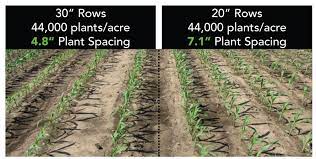Managing For Higher Corn Plant Populations Liqui Grow Balanced Liquid Fertilizers