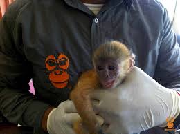 Mereka mungkin juga mendorong kita untuk mengandalkan naluri dan intuisi kita, ketika membuat keputusan atau ketika kita khawatir. Digagalkan Penjualan 4 Bayi Lutung Jawa Di Banyuwangi Mongabay Co Id Mongabay Co Id