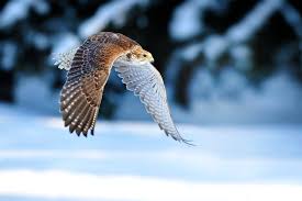 10 most dangerous birds in the world 10 most today animals world photo wildlife