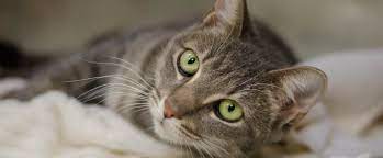 Find Adoptable Cats Pennsylvania Society For The Prevention Of Cruelty To Animals