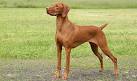 Vizsla Dog Breed Profile | Petfinder
