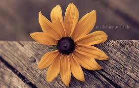 Love wallpaper flowers beautiful pictures. Flowers Wallpapers 40 Most Beautiful Examples Design Press