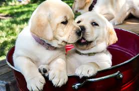Kentfield Kennels Labrador Retrievers Better Business Bureau Profile