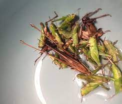 How To Prepare Grasshoppers: Backyard Eating — Steemit