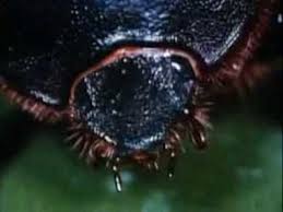 Udemy is an online learning and teaching marketplace with over 130,000 courses and 35 million students. Beetles Backyard Science Clip Youtube