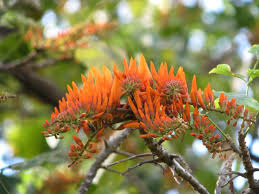 Image result for Erythrina madagascariensis