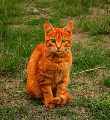 Published by harpercollins, the series is written by authors kate cary, cherith baldry. Firestar Ultimate Warrior Cats Wiki Fandom