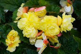 Plant your begonias in fertile soil. How To Grow Care For Tuberous Begonias