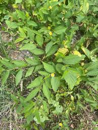 Image result for Rauvolfia mannii