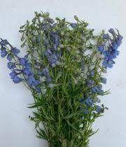 Light Blue Belladonna Delphinium Florabundance Wholesale Flowers