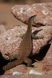 Black And White Lizard Australia Sand Monitor Cleaverville Reptiles And Amphibians Monitor Lizard Australian Animals