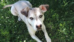 Looking for husky mixes that you haven't seen before? Pitsky Mixed Dog Breed Pictures Characteristics Facts