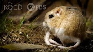 This page is full of many other hidden treasures not found in the game itself, so go ahead and check it out. Kangaroo Rats Are Furry Spring Loaded Ninjas The Kid Should See This
