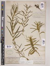 Image result for Enicostema