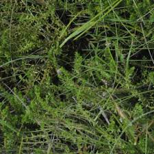 Image result for Nesaea passerinoides