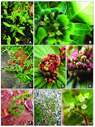 Image result for Euphorbia hyssopifolia