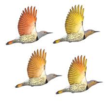 Flicker — tflɪ̱kə(r)/t flickers, flickering, flickered 1) verb if a light or flame flickers, it shines unsteadily. Northern Flicker S Fascinating Color Differences Explained Birdwatching
