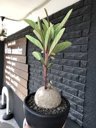 Image result for Adenia goetzei