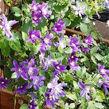 While only 3.5 inches across, their ever Clematis Arabella Integrifolia Group Clematis Arabella In Gardentags Plant Encyclopedia
