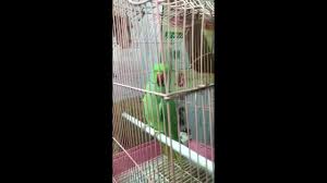 City pet hospital kota rajasthan. City Pet Hospital Home Facebook