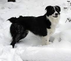 Females usually are slightly smaller. Border Aussie Dog Breed Information And Pictures