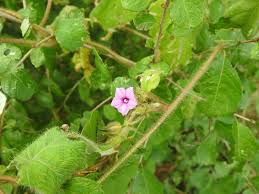Image result for Ipomoea wightii
