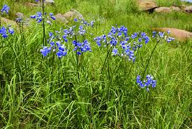 Image result for Agapanthus campanulatus