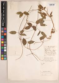 Image result for Vigna racemosa