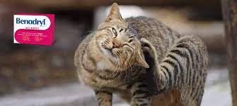 Can Cats Have Benadryl We Explore The Side Effects Dosage And Alternatives Relievet