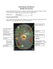 We have a dream about these animal cell worksheet answer key pictures gallery can be a guide for you, bring you more samples and of course bring you a nice day. Cell Assignment 1 Cell Anatomy Worksheet 1 Identify The Structure Type In The Blanks And Submit This Worksheet Through The Assignment Tab In Course Hero