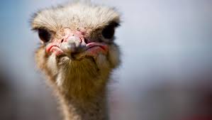 Wagers on camel, ostrich and zebra races aren't allowed, but there will be meet and greets available and photography will be allowed. A Brief History Of The Chandler Ostrich Festival