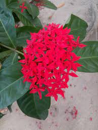 Rangan Ful Beautiful Flowers Plants Flowers