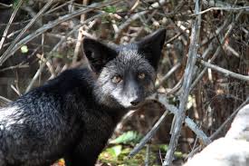 Silver fox (animal), a genetically determined color phase of the common red fox in which the fur is black tipped with white. Silver Fox Facts Animals Of North America Worldatlas
