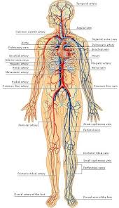 How Many Veins Are In The Human Body Quora