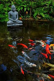 Find ideas and inspiration for japanese koi pond to add to your own home. Pond Search Results Garden Muse Ponds Backyard Koi Pond Buddha Garden