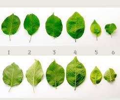 Locust trees are hardy trees that are known for their hard and durable wood, fragrant sweet spring flowers. Quiz Tree Leaf Identification Hardy Fruit Tree Nursery Facebook