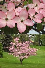 As long as you offer the tree plenty of water and sunshine, like most plants, the dogwood will. Kaufen Sie Pink Chinese Dogwood Cornus Kousa 39 Satomi 39 Baume Zum Verkauf Online Dwarf Trees For Landscaping Dogwood Tree Landscaping Dogwood Trees