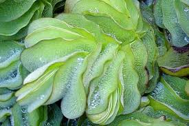 Mitchell, in australia and new guinea. Salvinia Molesta