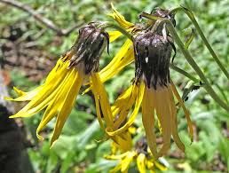 Image result for Senecio sp.no.2