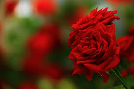 We did not find results for: Red Rose Flower Beautiful Happy Birthday Post Card Summer Pikist