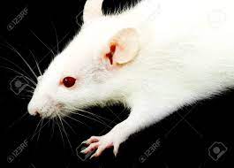 So i think she has pink eyes. A Close Up Photo Of A White Rat With Red Eyes Stock Photo Picture And Royalty Free Image Image 4262528